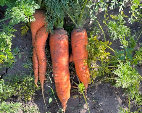 Wymieszaj z nasionami marchewki przed siewem. Plony będą dorodne i zdrowe
