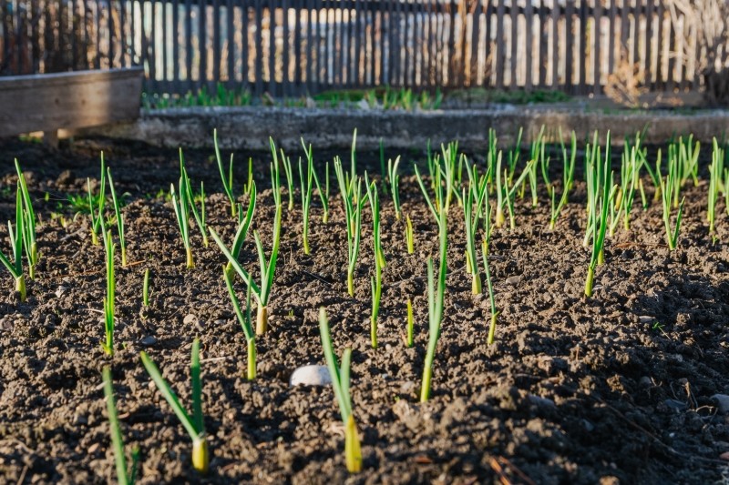 uprawa pasowa czosnku ozimego
