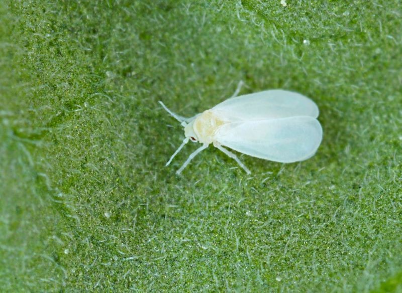 Mączliki szklarniowe to niewielkie owady pokryte białym nalotem.