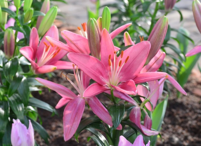 jak dbać o lilie na wiosnę 