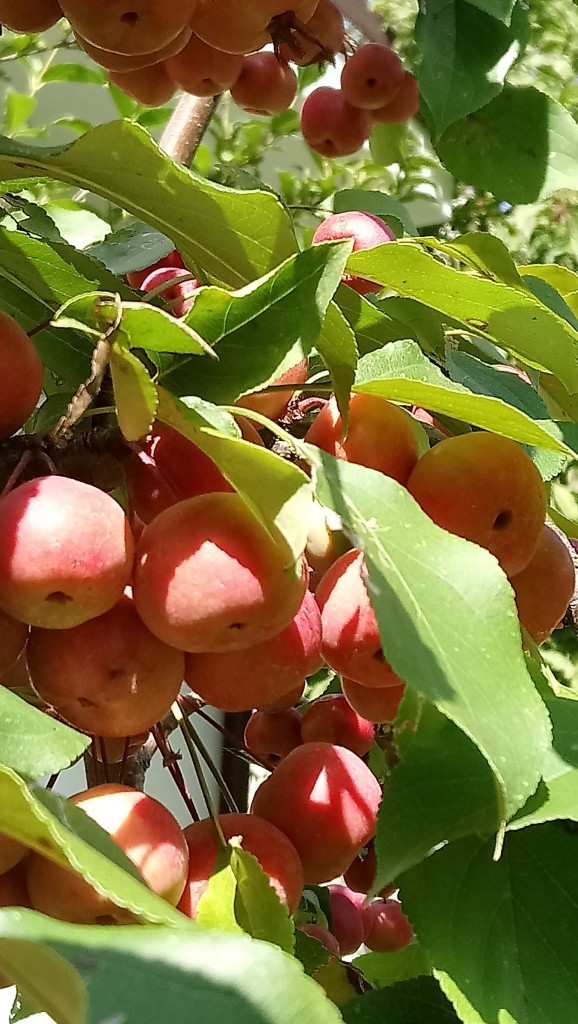 Rośliny, Wrześniowa .........jeszcze letnia galeria..... - ..............rajskie jabłuszka w ogrodzie.............