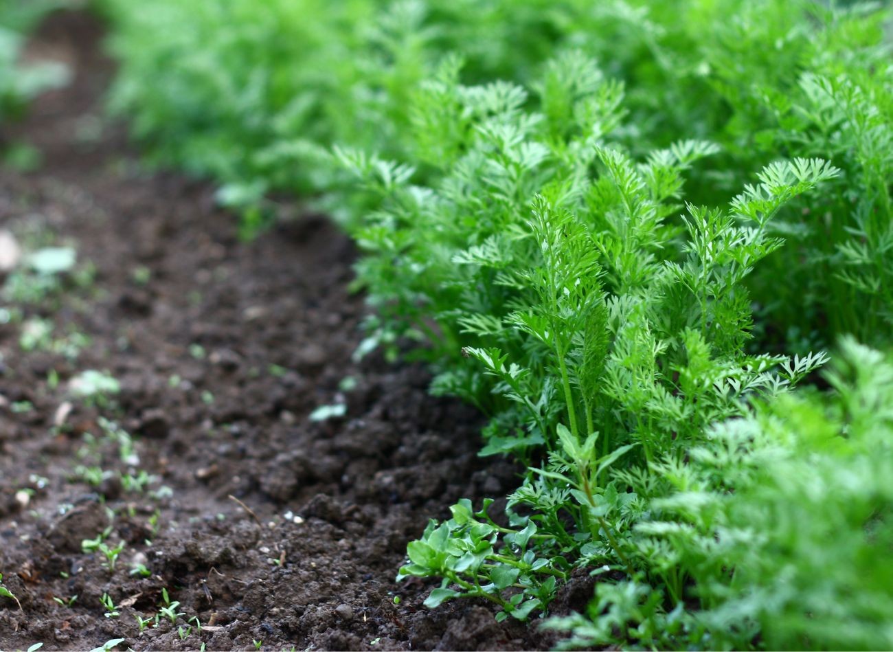 Przerywanie marchwi korzystnie wpływa na wzrost i rozwój korzeni spichrzowych. Fot. sonava/CanvaPro