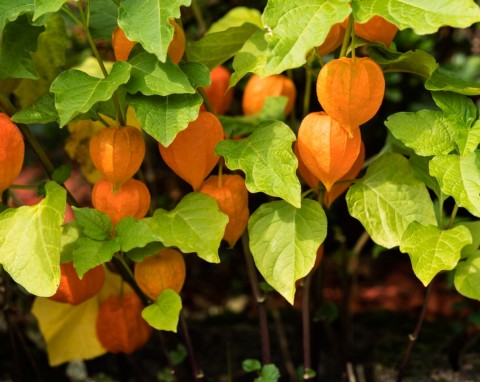 Miechunka peruwiańska (Physalis peruviana)