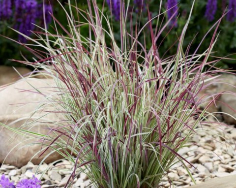 Palczatka miotlasta (Schizachyrium scoparium)