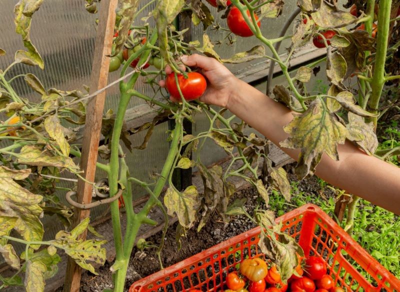 Zarazie ziemniaczanej możemy zapobiec, stosując profilaktyczne opryski.