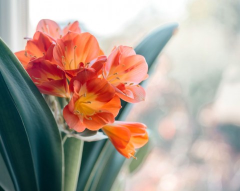 Kwitnie wiosną i jesienią. Przepięknie wygląda na parapecie i ma niewielkie wymagania