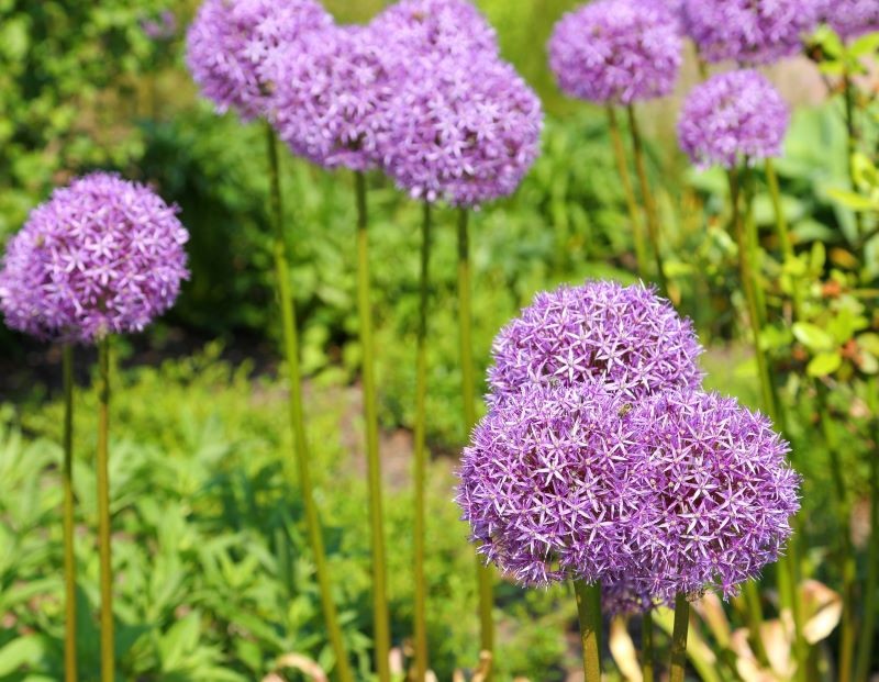 Czosnek olbrzymi pięknie wygląda i odstrasza komary.