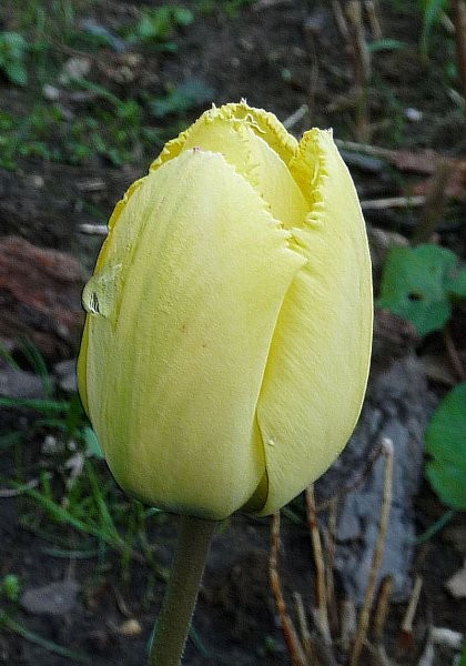 Rośliny, Ogródkowe tulipany