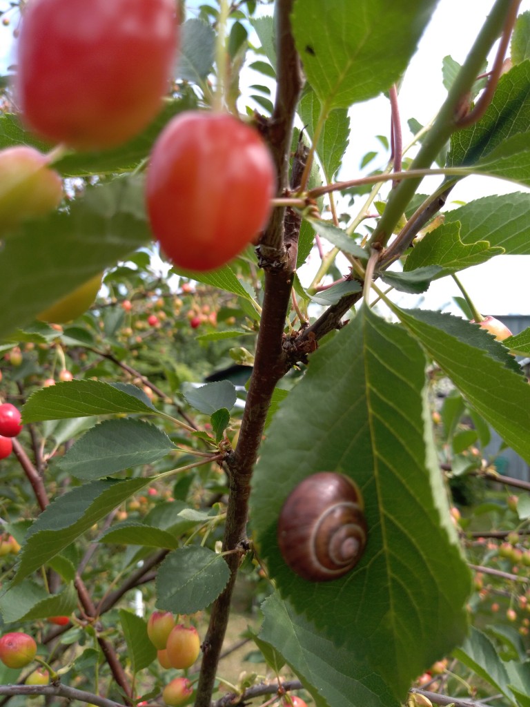 Leśne klimaty, Natura