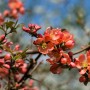 Rośliny, Pigwowiec - wiosenny król w ogrodzie - Pigwowiec to wdzięczne drzewko o wielu zaletach. Wiosną obficie kwitnie przyciągając spojrzenia. Jesienią rodzi zdrowe owoce, idealne na przetwory i nalewki. Warto go mieć w grodzie.

Fot. 123RF.com/Pixabay