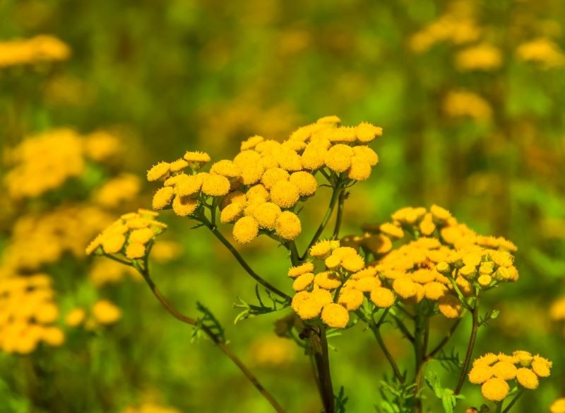 Z wrotyczu pospolitego można przygotować gnojówkę zwalczającą mszyce.