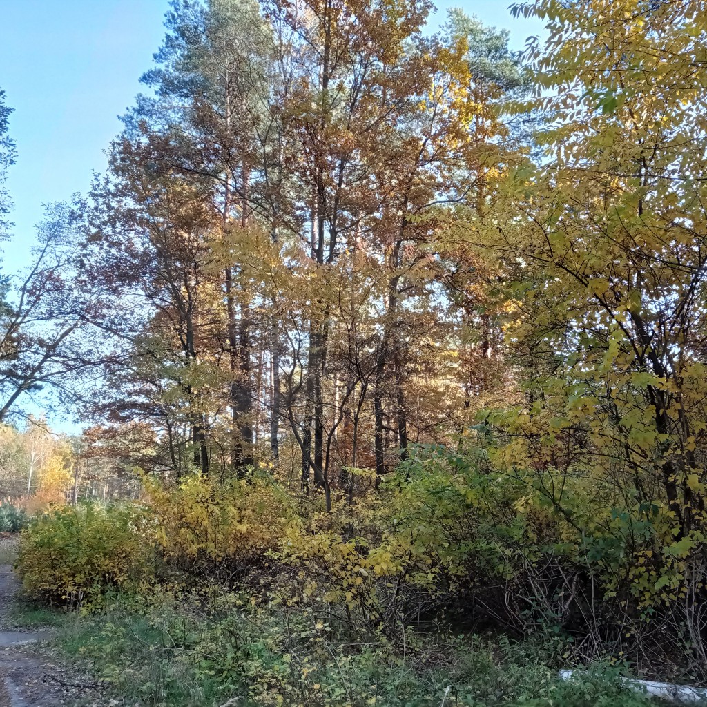 Leśne klimaty, Kolorowy październik