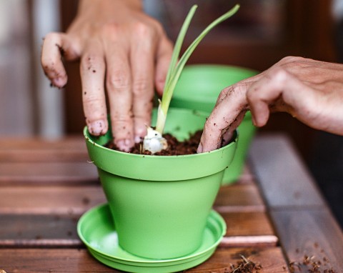 Uprawa czosnku w doniczce. Jak dobrze ukorzenić i posadzić, by szybko wyrósł