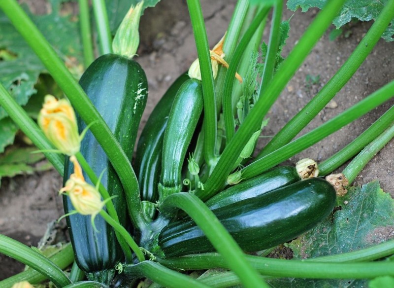 z czym lubi rosnąć cukinia