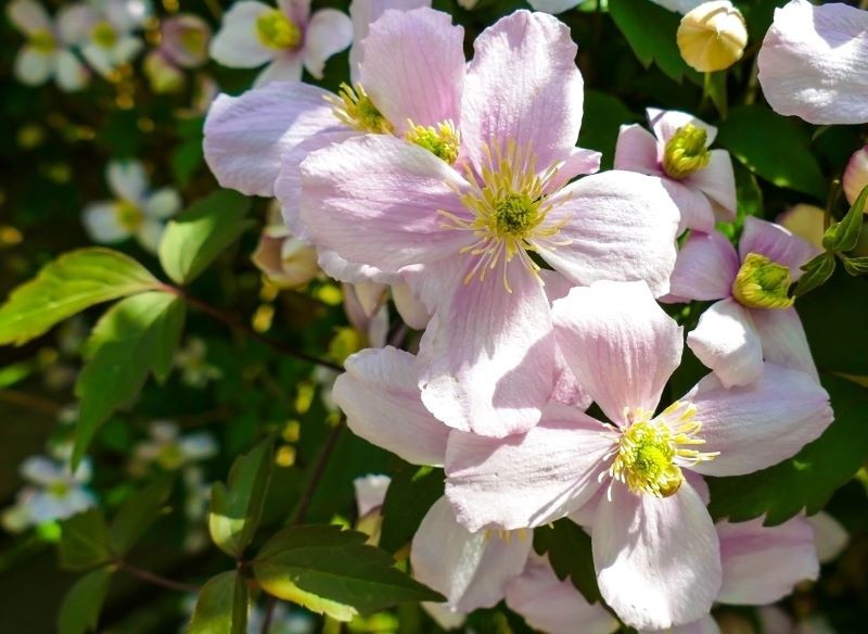 Na przełomie wiosny i lata nie zapomnijmy o przycięciu powojnika górskiego.