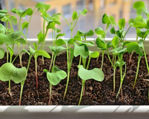 Najczęstsze błędy podczas wysiewania roślin w styczniu. Czego nie siać w tym okresie?