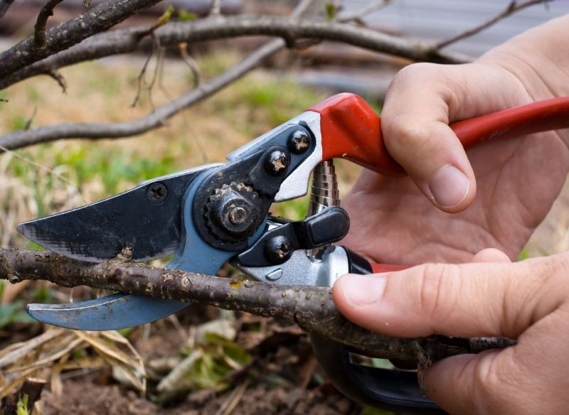 Sposób wykonania cięcia podczas pozyskiwania sadzonek ma istotne znaczenie.