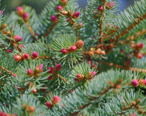 To najlepszy iglak na żywopłot. Tuje to dla niego żadna konkurencja, wygrywa bezapelacyjnie