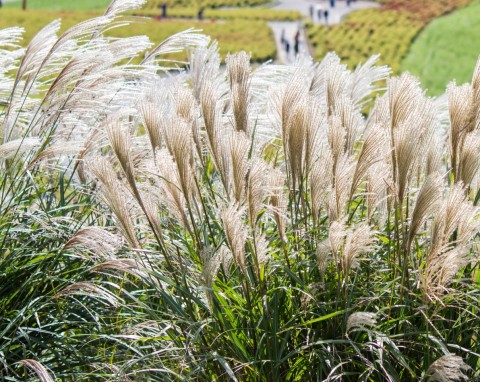 Miskant chiński (Miscanthus sinensis)