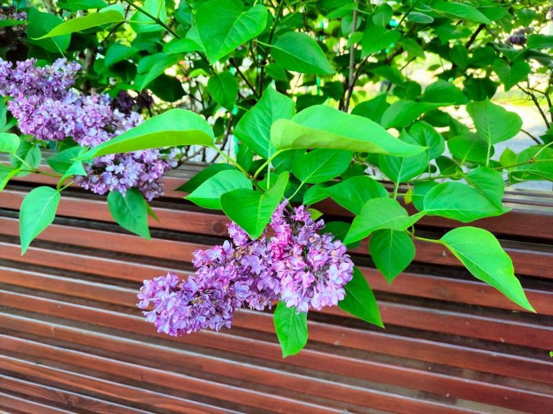 Przycinanie lilaków w czerwcu gwarantuje ich bujne kwitnienie w kolejnym roku.