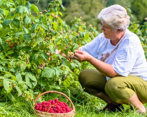 Kiedy zacząć nawożenie malin? Gdy jest odwilż, zakop pod każdym krzakiem