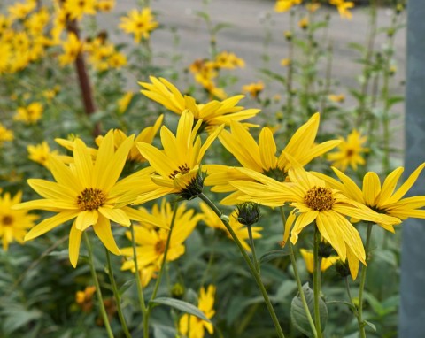 Topinambur, słonecznik bulwiasty (Helianthus tuberosus)