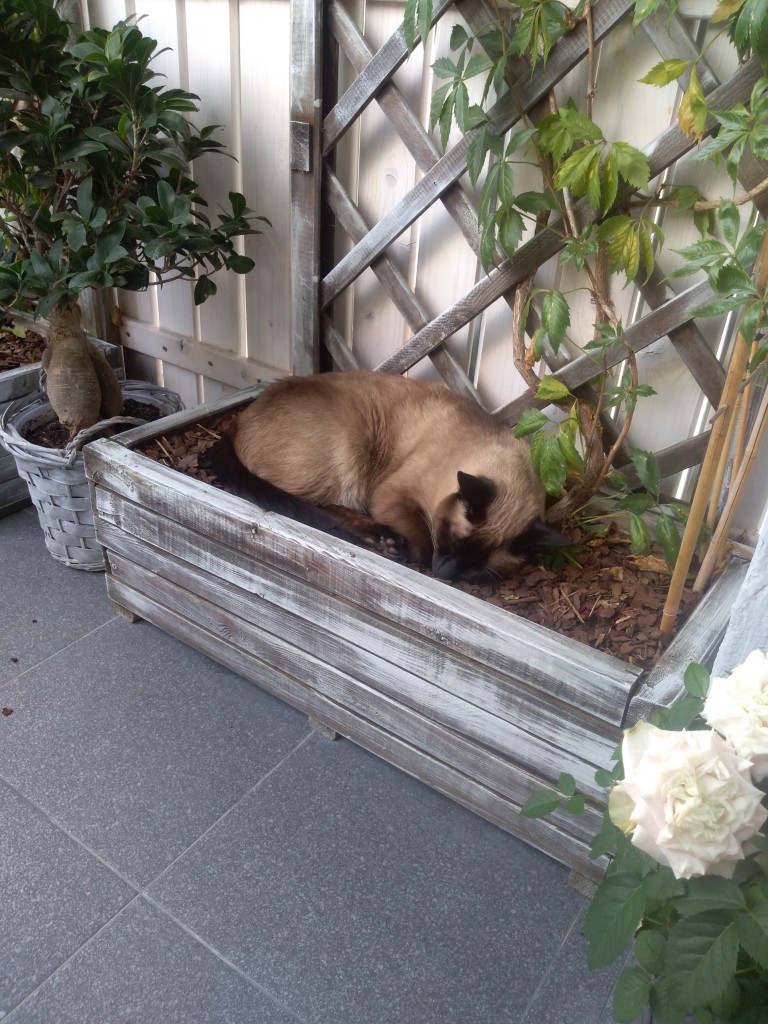 Balkon, A lato powoli mija :(