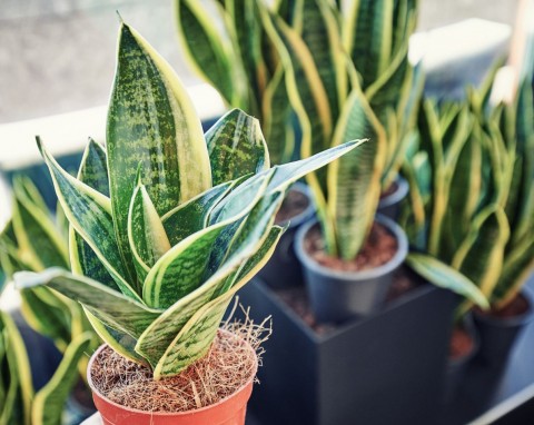 Co zrobić, żeby wężownica wypuściła nowe liście? Wystarczy jeden naturalny składnik i masz super odżywkę