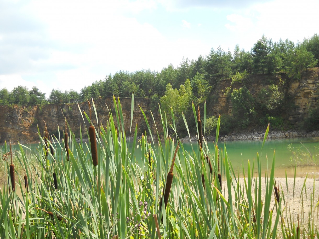 Pozostałe, Arboretum Gródek - polskie Malediwy. - ...przybrzeżna roślinność też zachwycała. Dorodne pałki tataraku.