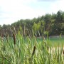 Pozostałe, Arboretum Gródek - polskie Malediwy. - ...przybrzeżna roślinność też zachwycała. Dorodne pałki tataraku.