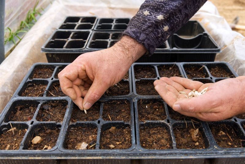 Podczas przygotowywania własnej rozsady warzyw, trzymajmy się podstawowych zasad.