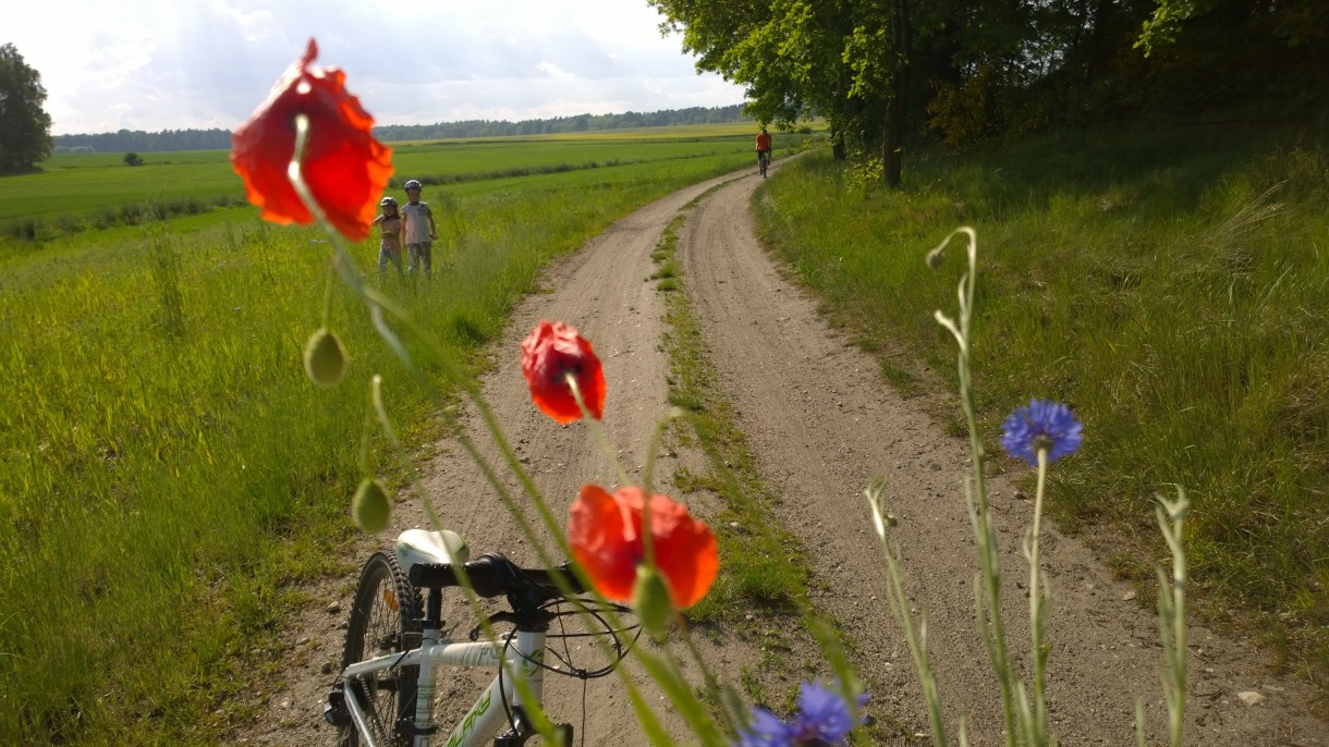 Dekoracje, czerwcowe nowinki z pracowni i ogrodu .... - polną drogą