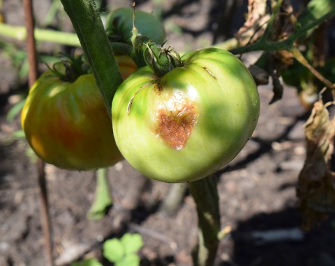 Odkażanie ziemi po pomidorach z zarazą ziemniaczaną. Przyspiesz jej regenerację