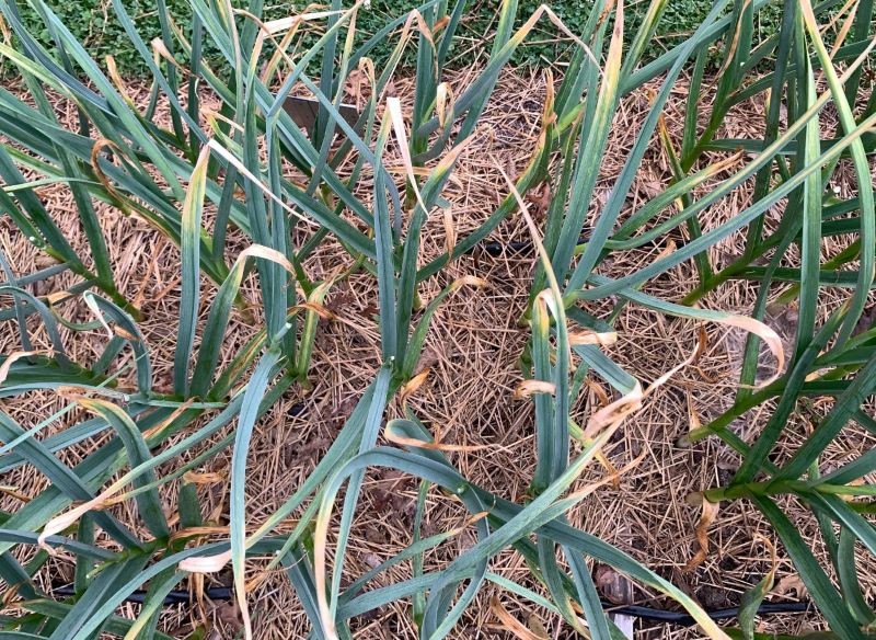 Mulcz przyda się też w warzywniku. Fot. bgwalker/CanvaPro