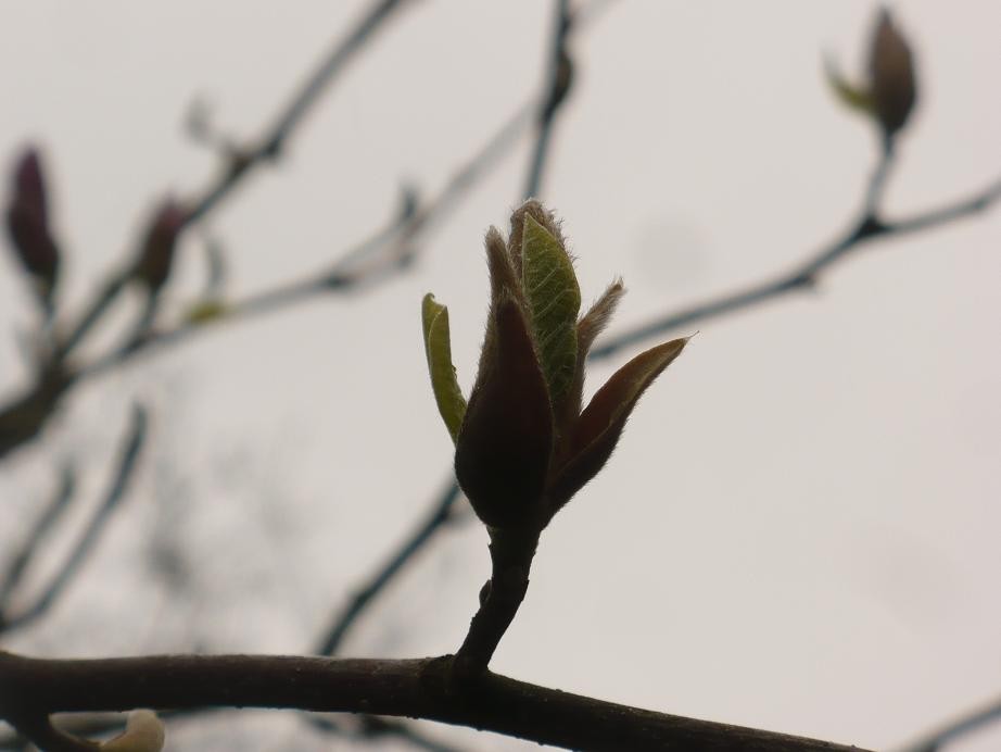 Pozostałe, Kwietniowa .........wiosenna...........błękitna.......... - .............i magnoliowo............