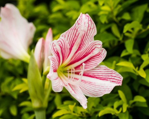 Zwartnica/Hipeastrum (Hippeastrum)