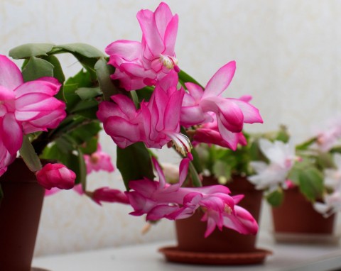 Ile wody tak naprawdę potrzebuje kaktus bożonarodzeniowy? Sprytny patent na podlewanie grudnika