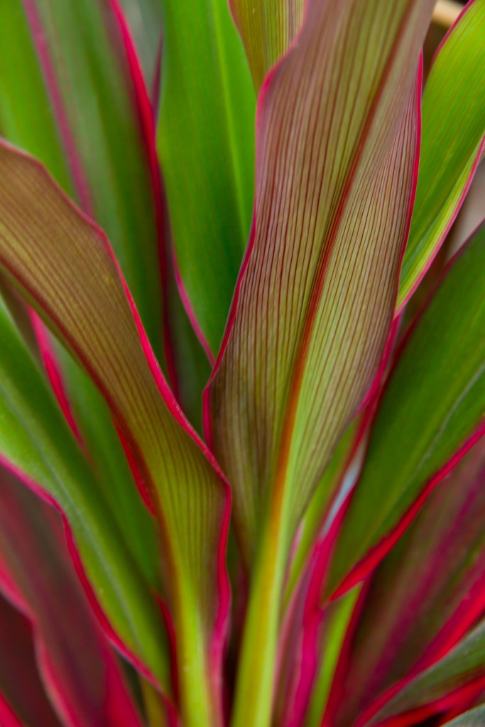 Rośliny, Różowe kwiaty doniczkowe - Kordylina (Cordyline)
Fot. Unsplash