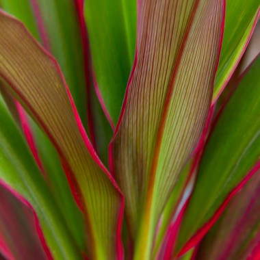 Kordylina (Cordyline)
Fot. Unsplash