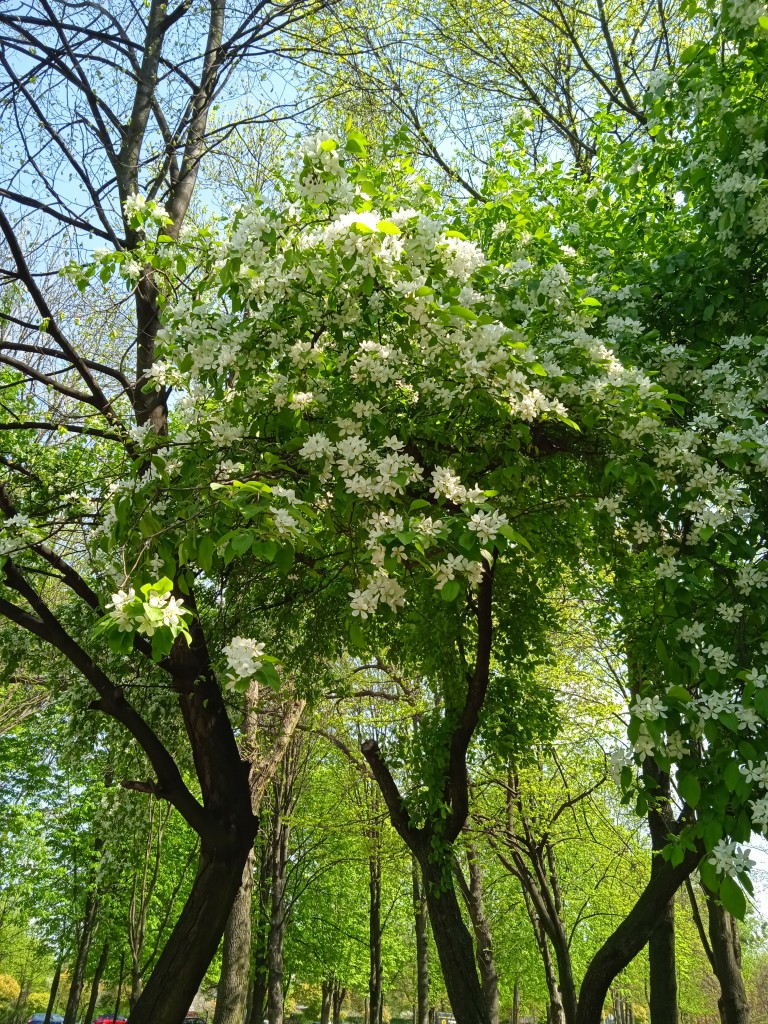 Podróże, DNI  MAJOWE  PIĘKNE  SĄ