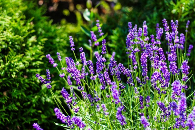Dobry naw&oacute;z do lawendy nie musi dużo kosztować.