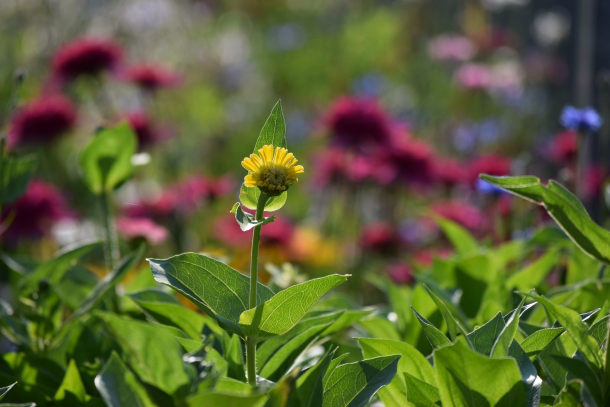 Rośliny, ECHINACEA...