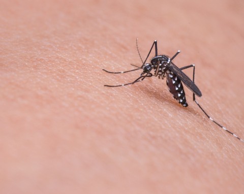 Pięć metod na ugryzienia komarów, które na pewno przyniosą ulgę
