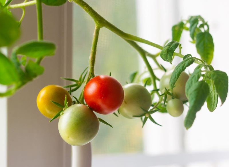 O pomidory rosnące do góry nogami dbamy podobnie jak o tradycyjną uprawę.