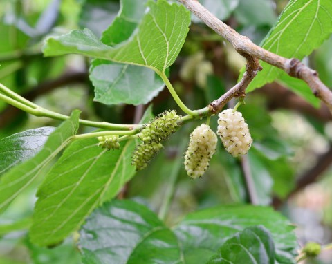 Morwa biała (Morus alba)