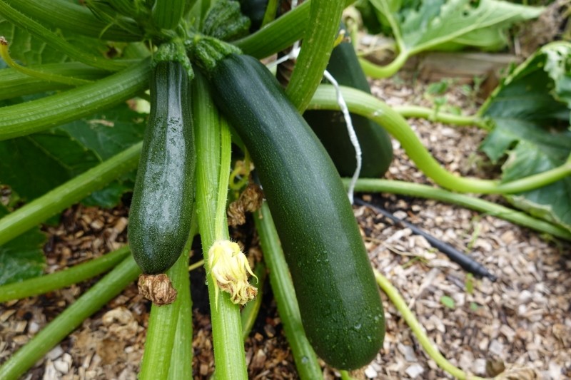 najlepsze odmiany cukinii