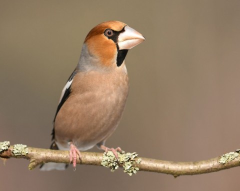 Zostawisz mu w karmniku, na pewno przyleci do ogrodu. To wielki przysmak grubodzioba