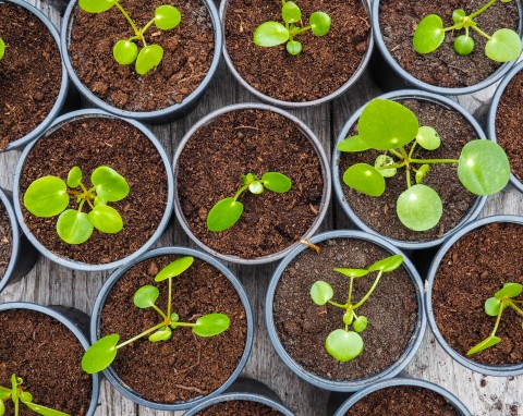 Prosty sposób na rozmnożenie pieniążka. Sadzonki za darmo i więcej szczęścia w domu
