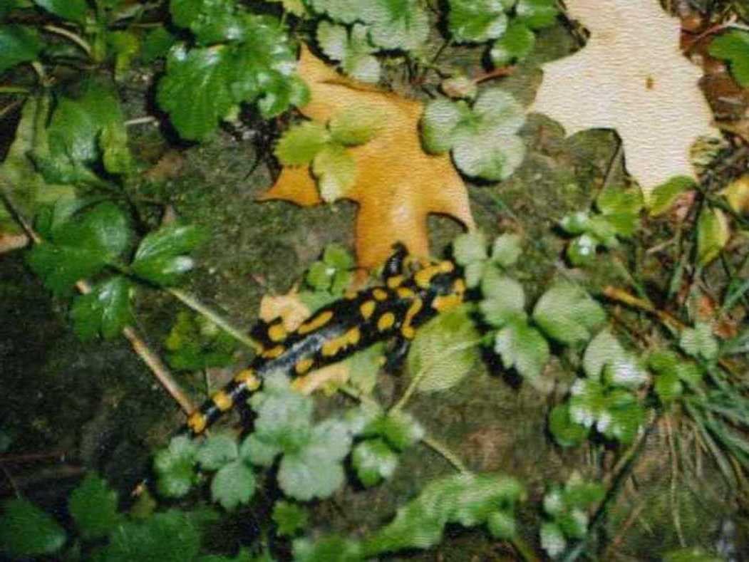 Leśne klimaty, SPACERUJĄC  PO  BEZDROŻACH - SALAMANDRA