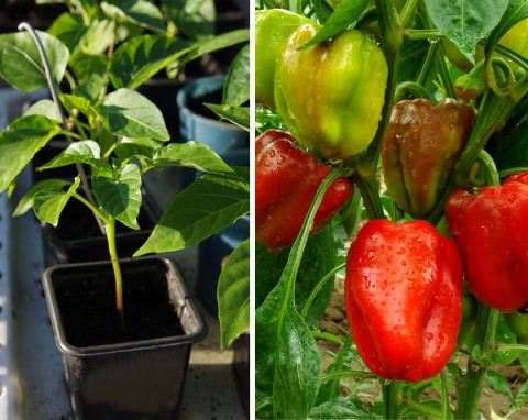 Jak przygotować ziemię do uprawy w donicach? Ziemia do pomidorów, papryki i ogórków